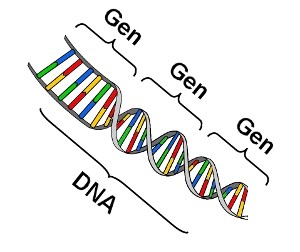 DNA-Gen